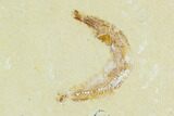 Detailed, Cretaceous Fossil Fish (Prionolepis) - Lebanon #124013-2